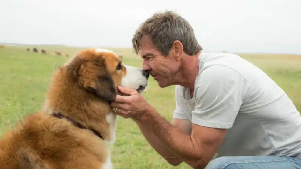 Se você chorou com ‘Quatro Vidas de um Cachorro’, prepare-se: a continuação chegou para te desidratar de vez Juntos para Sempre