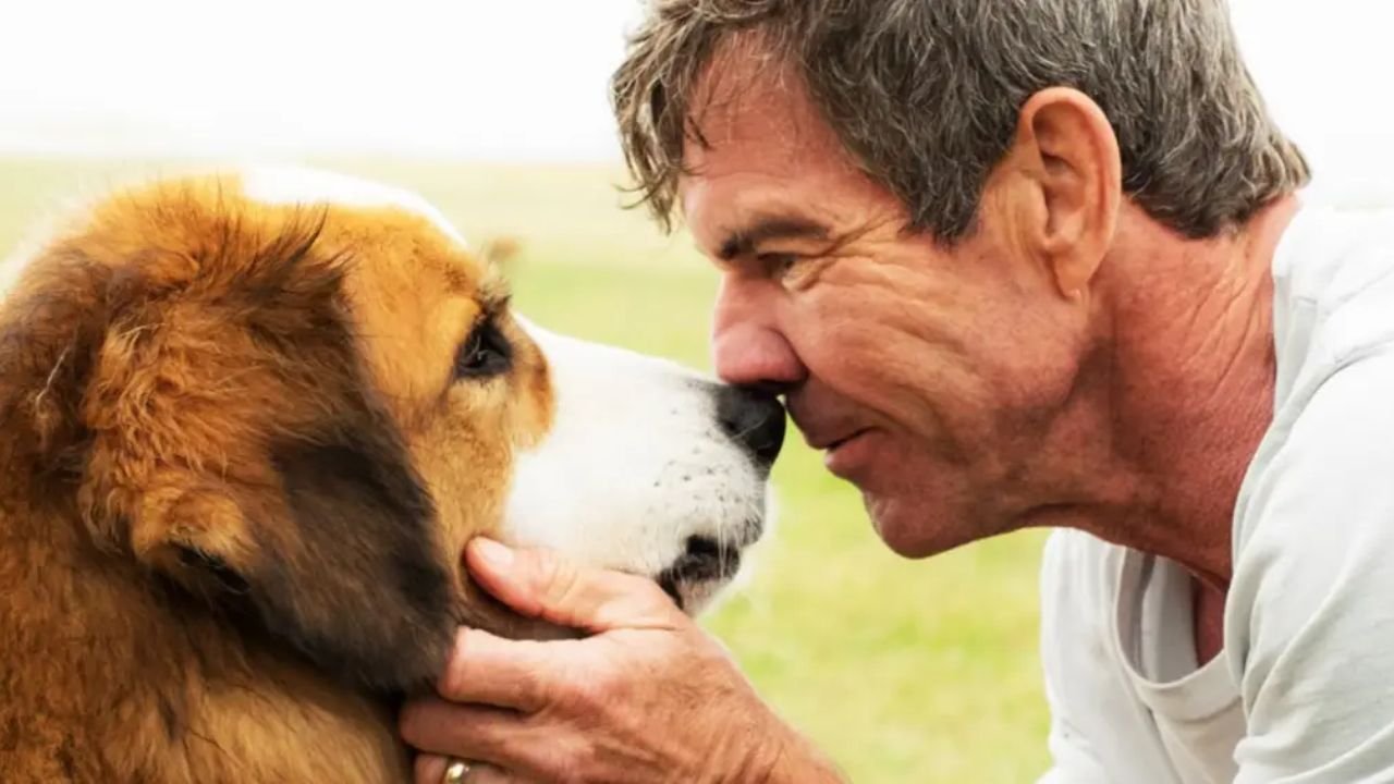 Quatro Vidas de um Cachorro Quatro Vidas de um Cachorro