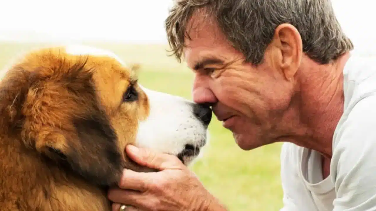 Quatro Vidas de um Cachorro Quatro Vidas de um Cachorro