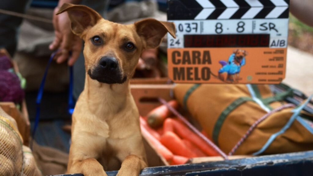 O cachorro mais amado do Brasil agora é estrela de filme na Netflix! Caramelo