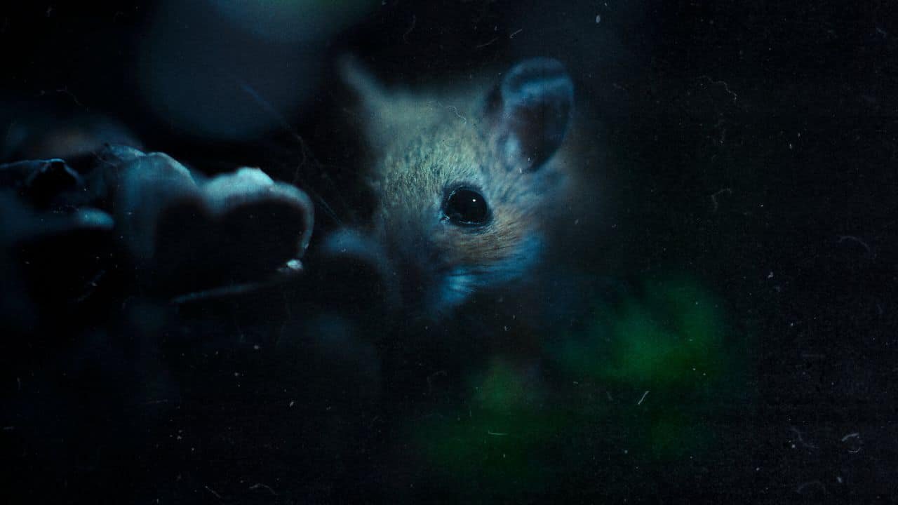 Pesadelos da Natureza Pesadelos da Natureza