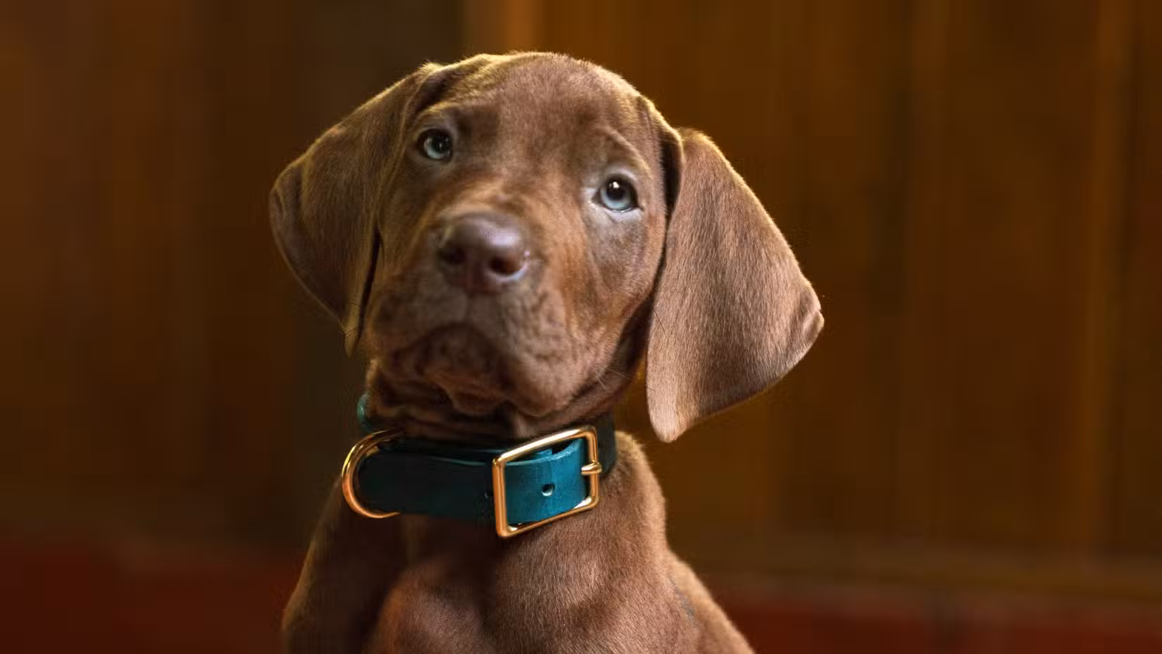 Scooby-Doo na série de origem ao vivo da Netflix